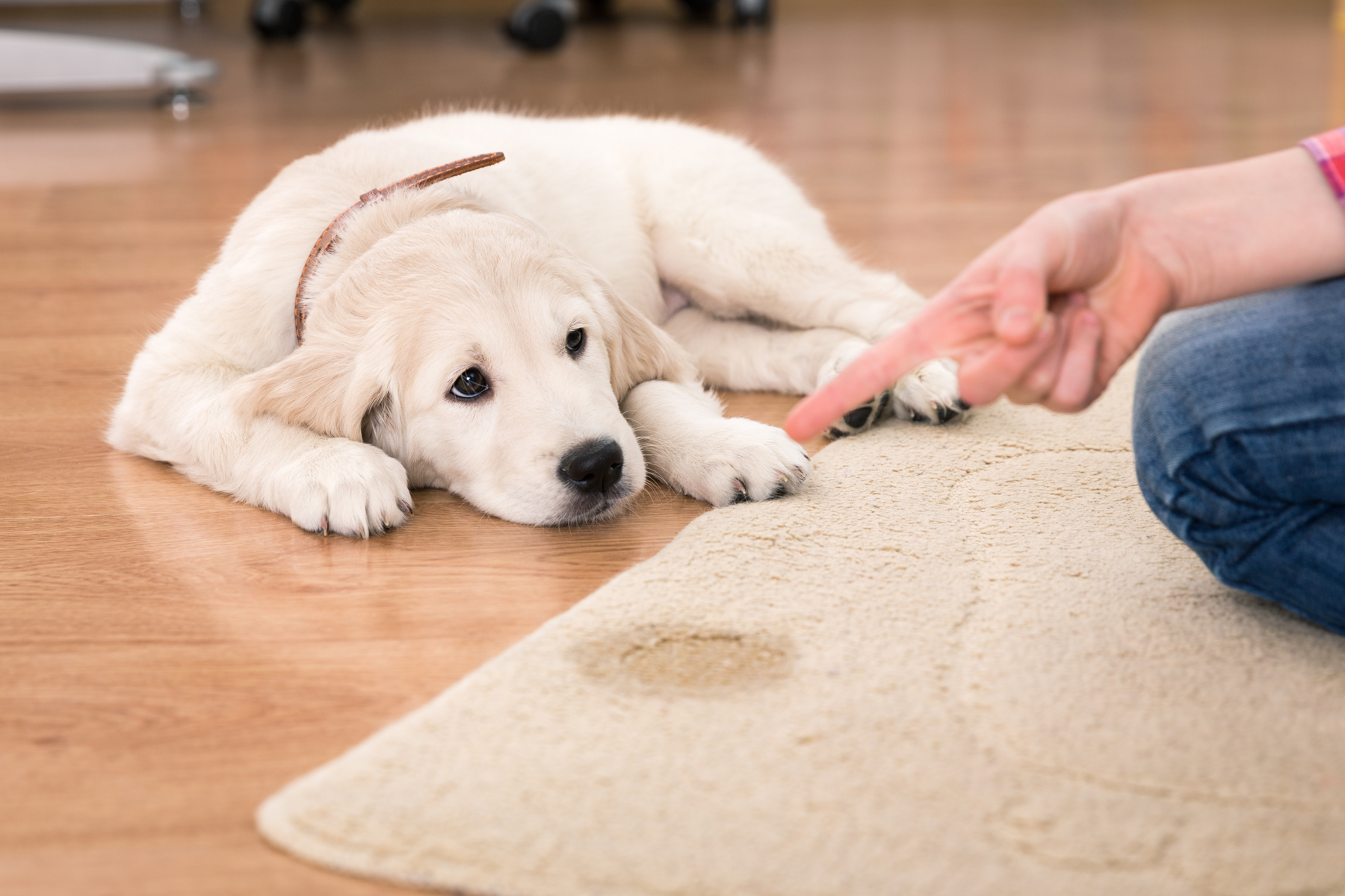 Apprendre La Propret Son Chien Pets Fr