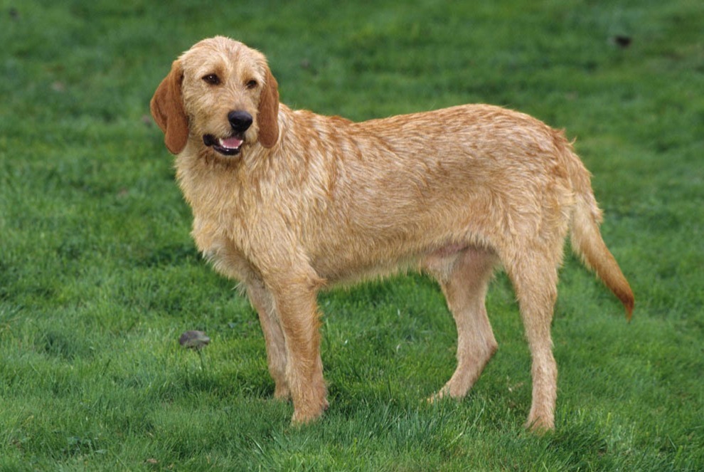 dog photo Griffon fauve de Bretagne