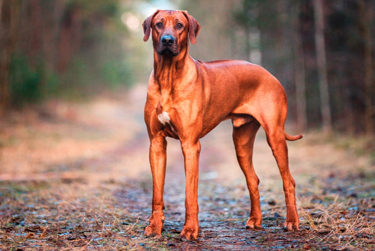 Rhodesian Ridgeback pets.fr