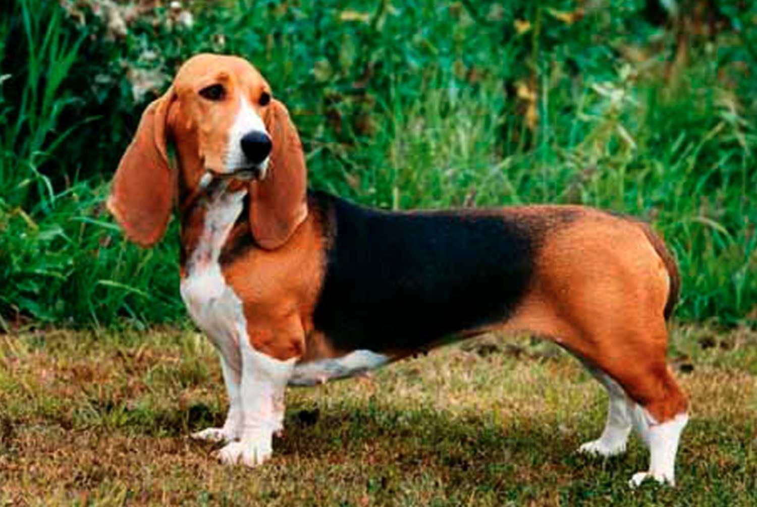 Basset artésien normand | pets.fr