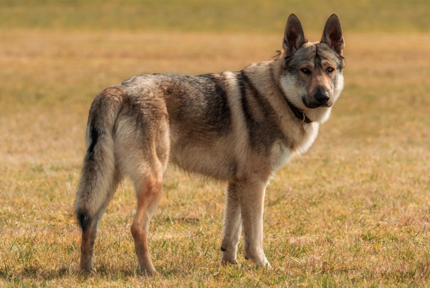 Chien loup tch que pets.fr