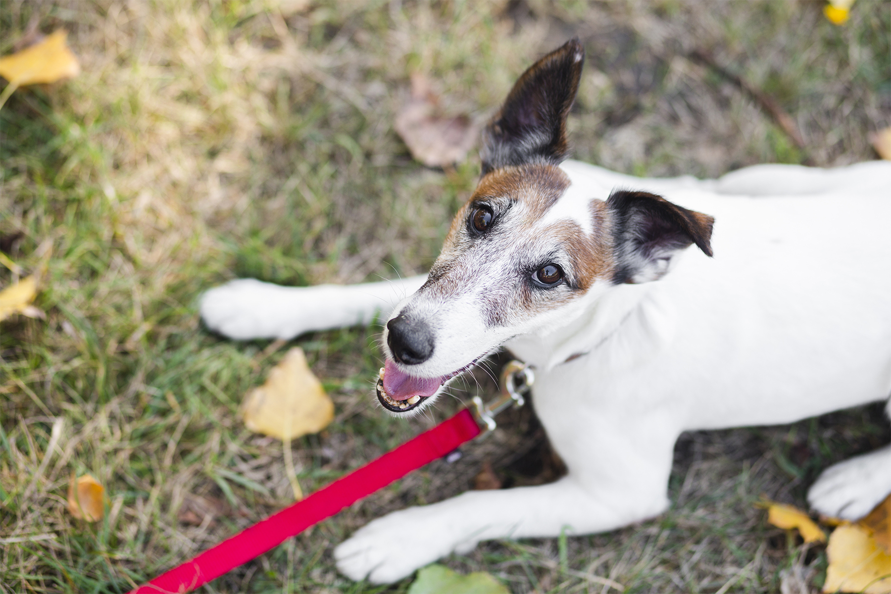 Comment Apprendre à Son Chien La Marche En Laisse | Pets.fr