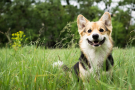 corgi dans l'herbe