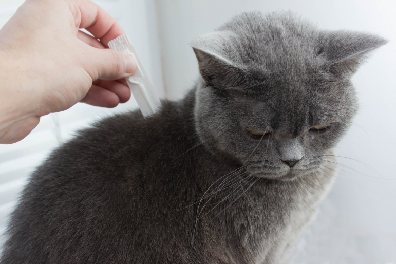 comprimé contre les tiques pour chat