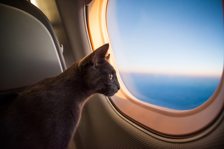 chat avion