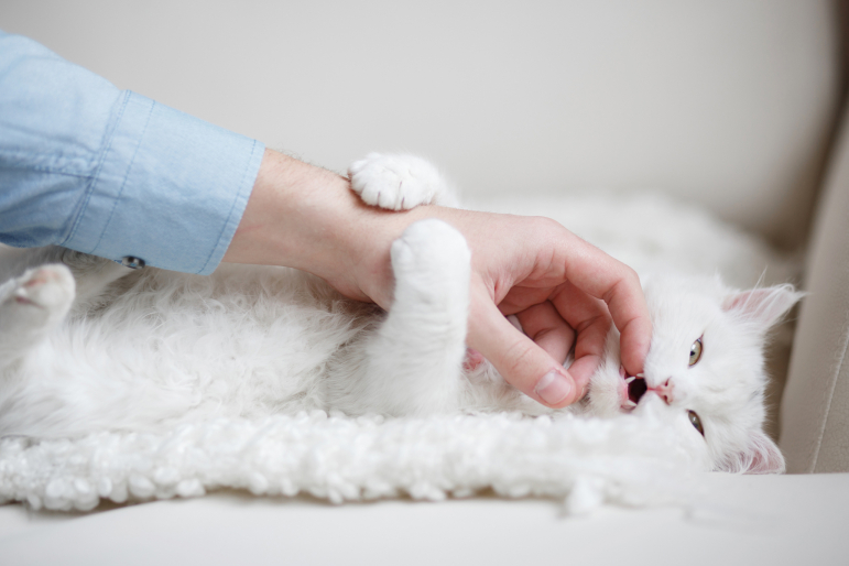 chat blanc et homme