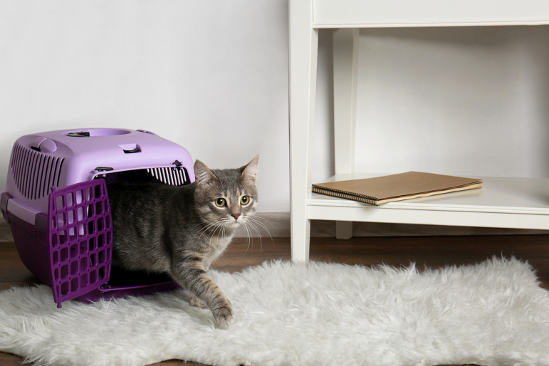 chat dans une boîte de transport