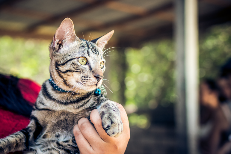 Pourquoi, à quelle fréquence et comment vermifuger votre chat ?