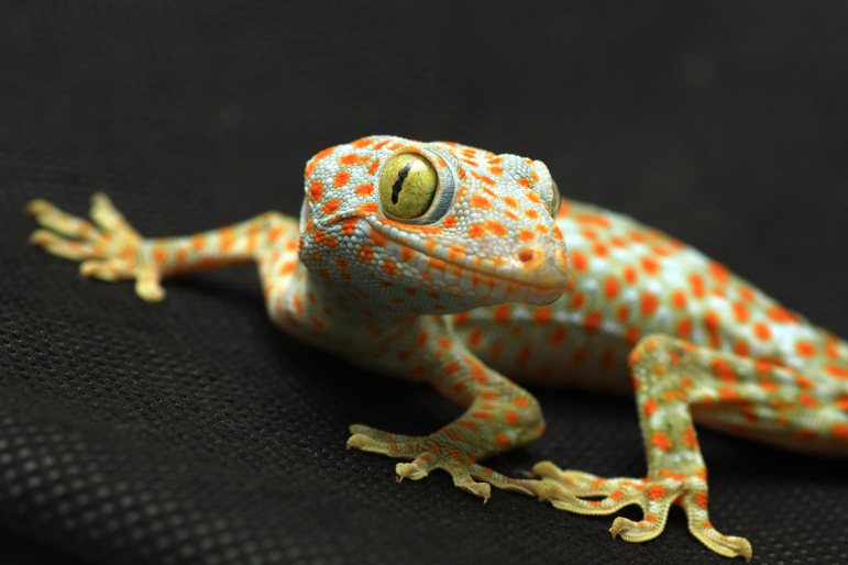 gecko