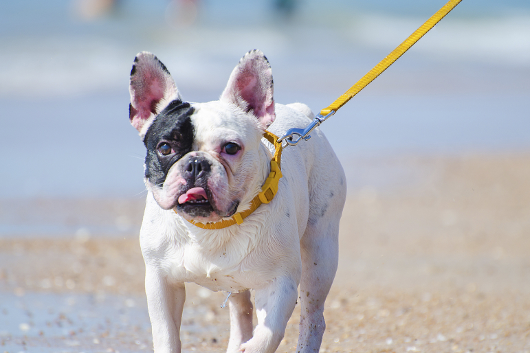 Bouledogue sur la plage