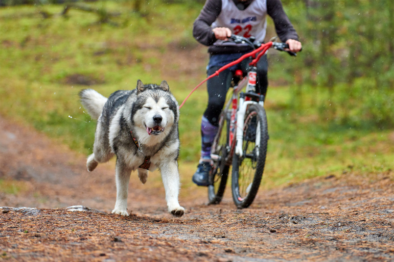 Conseils pour faire du vélo avec son chien : laisse, panier, remorque