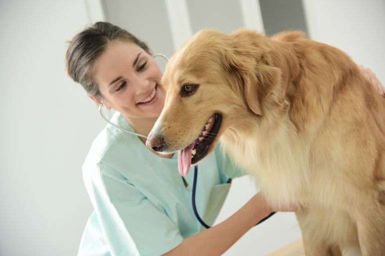 vétérinaire et golden retriever